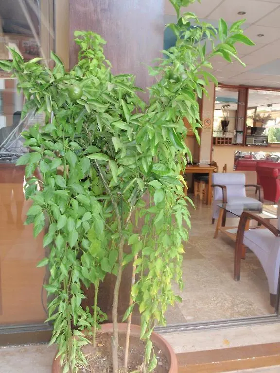 Aloe Apart Hotel 马尔马里斯