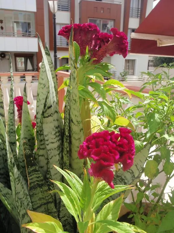 Aloe Apart Hotel Marmaris